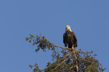 Bald eagle standing on a tree, seen in the wild in  North California