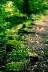 Stairs in the forest