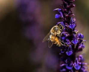 Bee on a Purple Flower