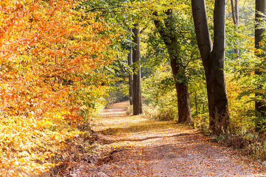 Jesienna droga w lesie na szlaku