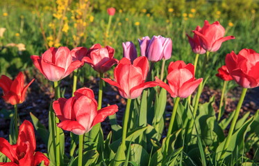 Red tulps, springtime.