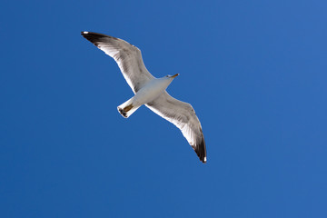 Seagull flying on clear blue sky and sun light.