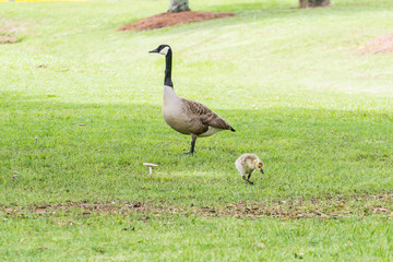 Goose or Gander and Gosling: Goose or Gander and Gosling graze in grass.