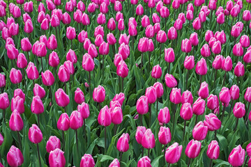 Blooming pink tulips, Keukenhof, Netherlands
