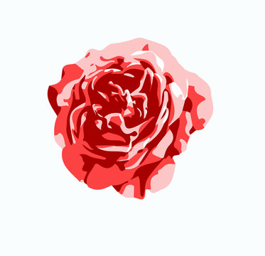 red rose flower vector