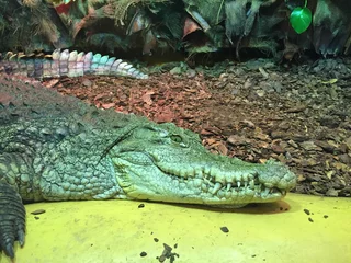 Crédence de cuisine en verre imprimé Crocodile Leżący krokodyl nilowy