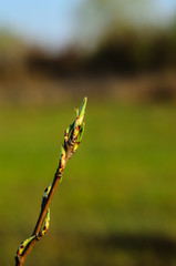 First leaves on a branch of the tree