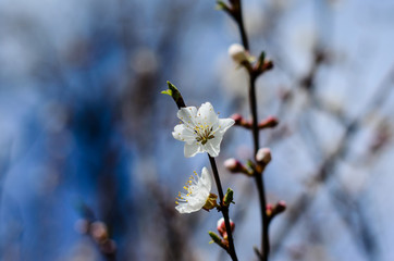 Branch of the blossoming apricot tree