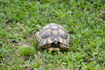 Turtle in the grass