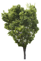 緑の葉をつけた樹木