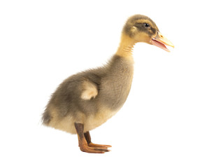 Grey cute duckling isolated on white background