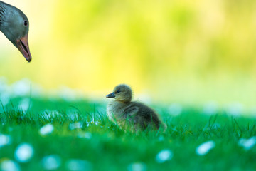 Gåsmamma som kommunicerar med sin lilla kyckling