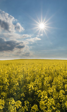 Ett blommande rapsf&auml;lt med en str&aring;lande sol och lite moln