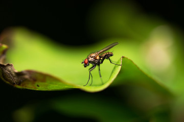 La mosca sulla foglia