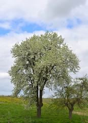 Beautiful spring garden: blossoming pear against the blue sky with clouds and green grass and yellow dandelions, rural landscape 