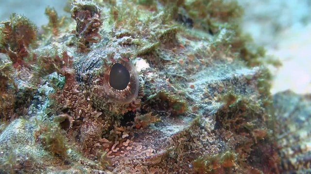 Scorpionfish in Caribbean sea
