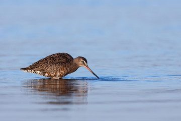 Becasa de Mar (Limosa haemastica) 