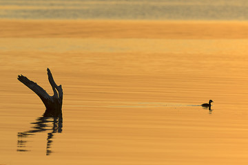 ave acuatica en laguna de mar chiquita, Córdoba, Argentina