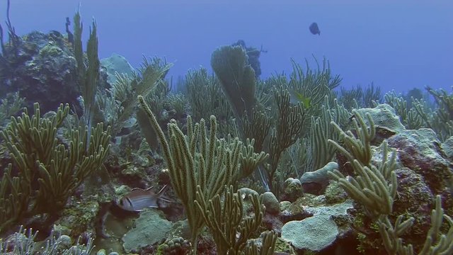 Reef and sea fan in Caribbean sea