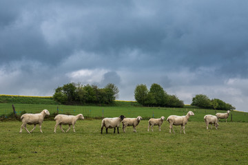 Fototapeta na wymiar Schafsherde in Bayern auf dem Land