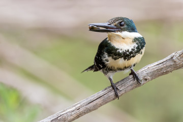 hembra de martin pescador mediano  (Chloroceryle amazona)