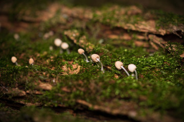 I funghi bianchi