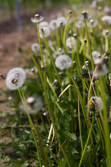 Pusteblume 