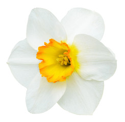 Weiße und orangefarbene Narzissenblume isoliert auf weiß