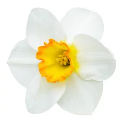 Behang Narcis Witte en oranje narcissenbloem die op wit wordt geïsoleerd