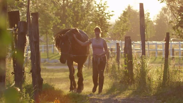 SLOW MOTION DOF: Girl leading stunning horse along the dusty footpath between the corrals to the stable on golden light morning. Young woman working on idyllic farmhouse at gorgeous summer sunrise