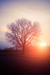 Silhouette lonely tree in autumn at sunset