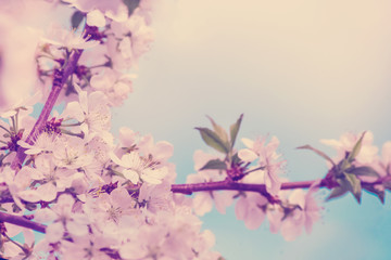 Fototapeta na wymiar Blossoming cherry tree, pink flowers on blurred background