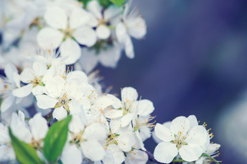 Blossoming cherry tree, white flowers on blurred background