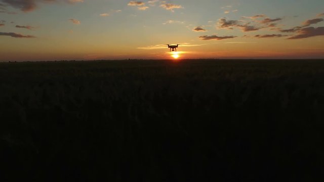 Drone flying over the green wheat field in the direction of the setting sun. The camera moves after him.