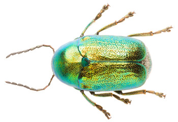 Leaf beetle Cryptocephalus solivagus isolated on white background, dorsal view of cylindrical leaf...