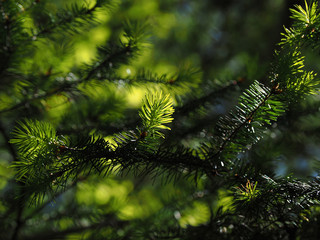 Coniferous tree branch lit by sun close-up