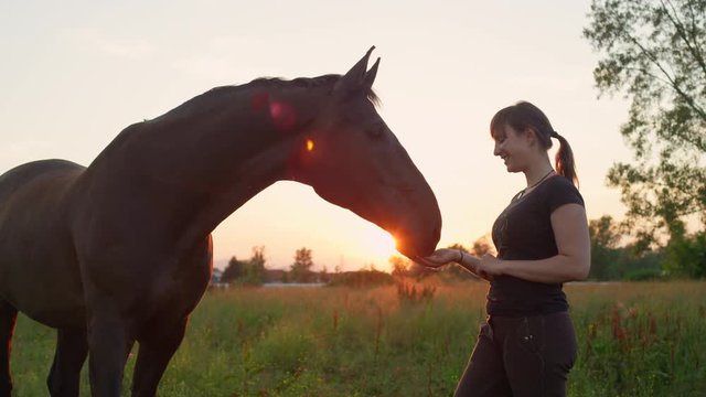 SLOW MOTION, CLOSE UP: Loving woman feeding treats to beautiful dark bay stallion on the pasture field at gorgeous summer sunrise. Girl giving food to stunning brown horse on a tranquil morning walk