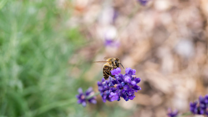 Biene auf einem Lavendelzweig