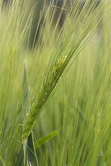 Detail of green Barley Spike