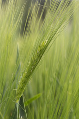 Fototapeta premium Detail of green Barley Spike