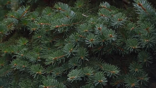 Closeup of pine tree branch