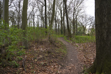 Young spring forest