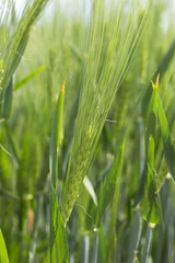 Detail of green Barley Spike