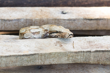 Brazilian Snake
