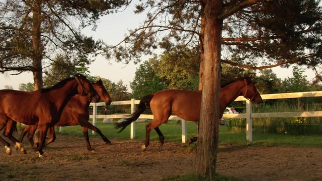 SLOW MOTION Herd of beautiful brown horses running free on horse ranch at stunning golden light sunset. Group mares and geldings cantering on meadow field inside the corral on sunny morning at sunrise