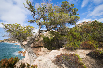 An amazing juniper tree at sunset grown on the coast of Sardinia, Italy.
