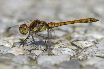 Libelle