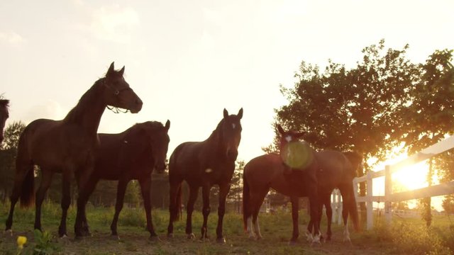 SLOW MOTION, CLOSE UP: Beautiful brown horses standing in the row shaking their head at stunning golden light sunset. Group of stallions, geldings, mares, foals and colts on the farm ranch at sunrise