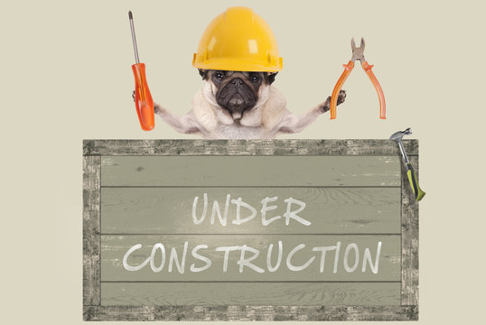 constructor pug dog holding pliers and screwdriver behind old wooden sign with text under construction, isolated on white background