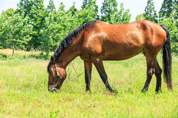 Fototapeta premium Horse eating grass in a meadow